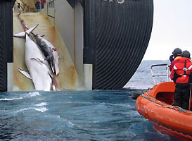 Japan whalers brutally slaughter a whale mother and her calf