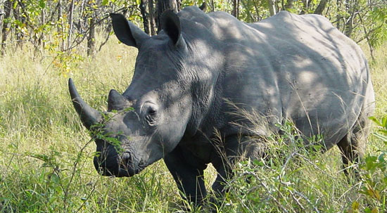 White rhinoceros in Kruger Park