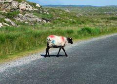 Sheep On The road
