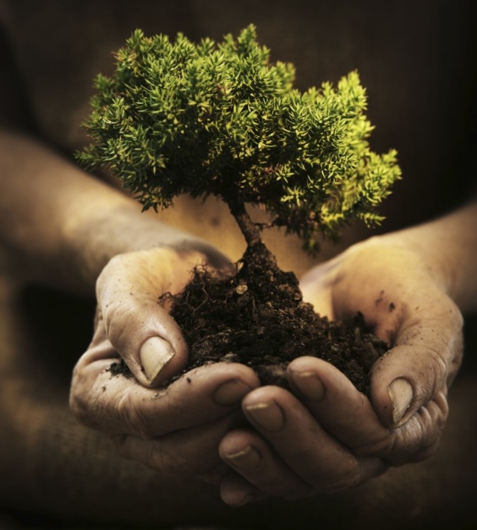 Hands holding a tiny tree-plant