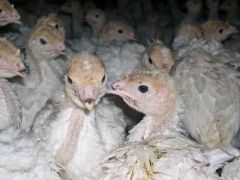 Overcrowded factory farms