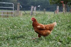 Organic Farm Hens