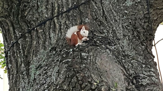 two-colored squirrel-3.jpeg