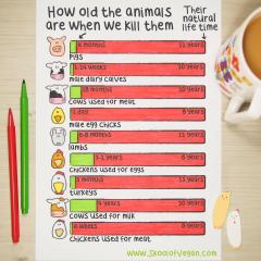 How old the animals are when we kill them