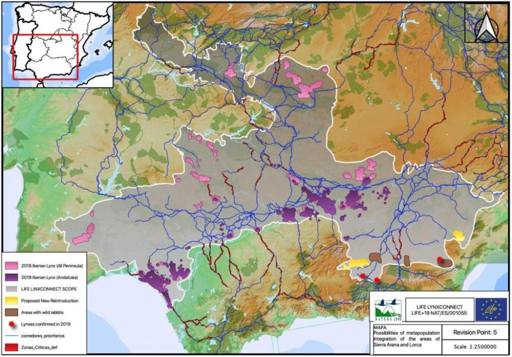 Iberian lynx map.jpg