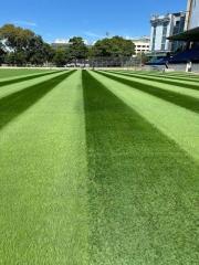 Intense-perennial-ryegrass.jpg