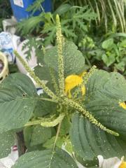 amaranth flower